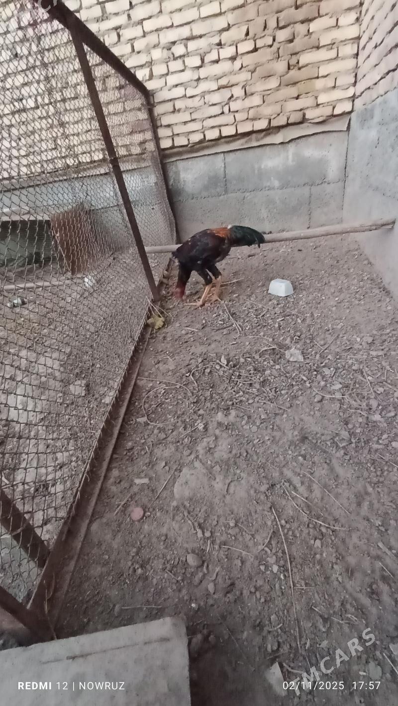 baysy horaz - Сакар - img 2