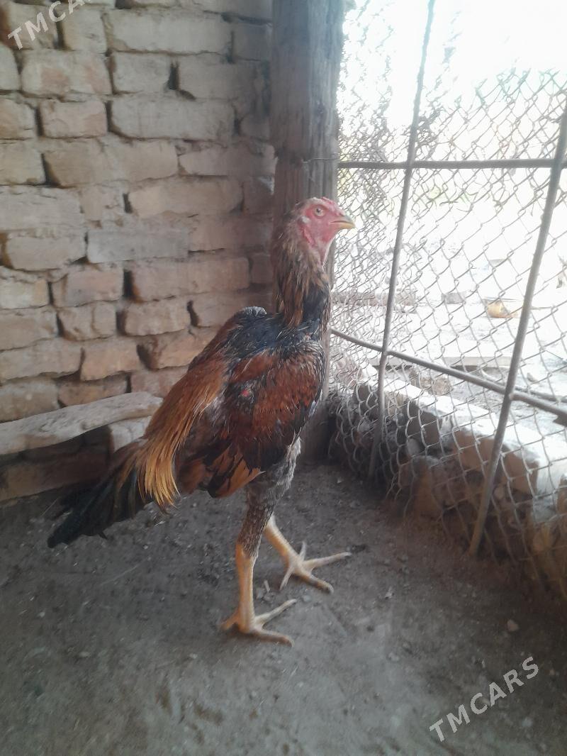 oy haywanlary - Türkmenabat - img 1