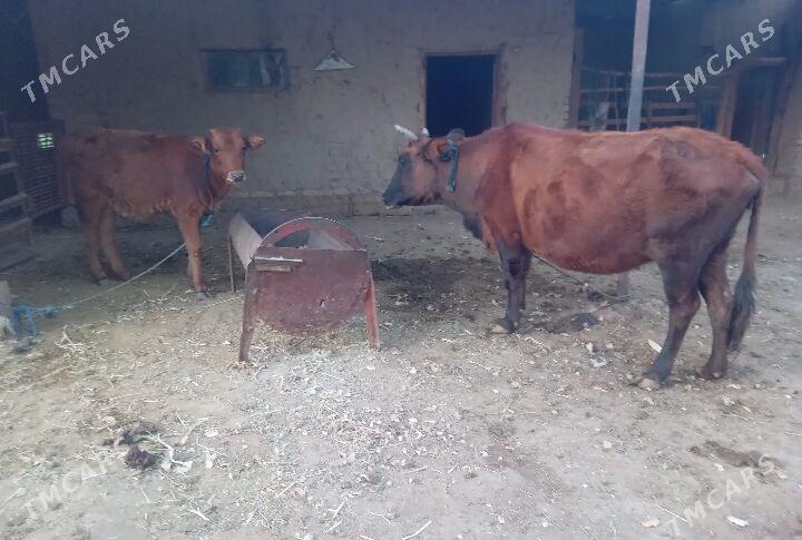 bogaz sygyr gulajyn - Baýramaly - img 3