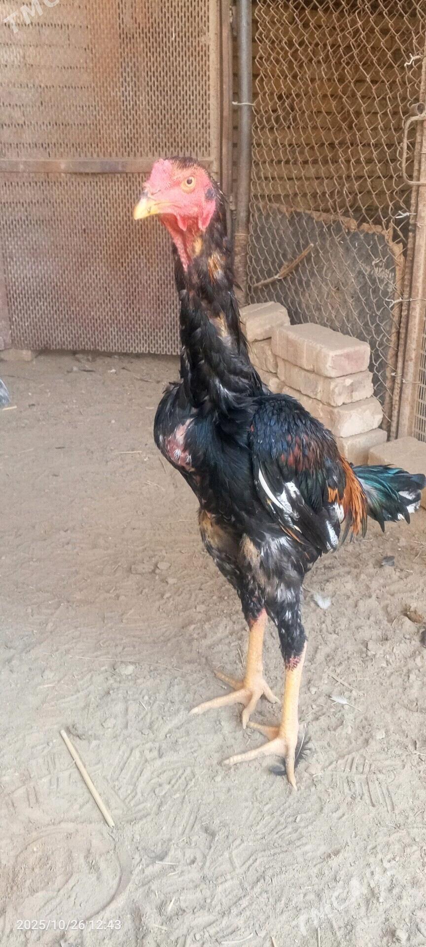 bayes juyje - Векильбазар - img 4