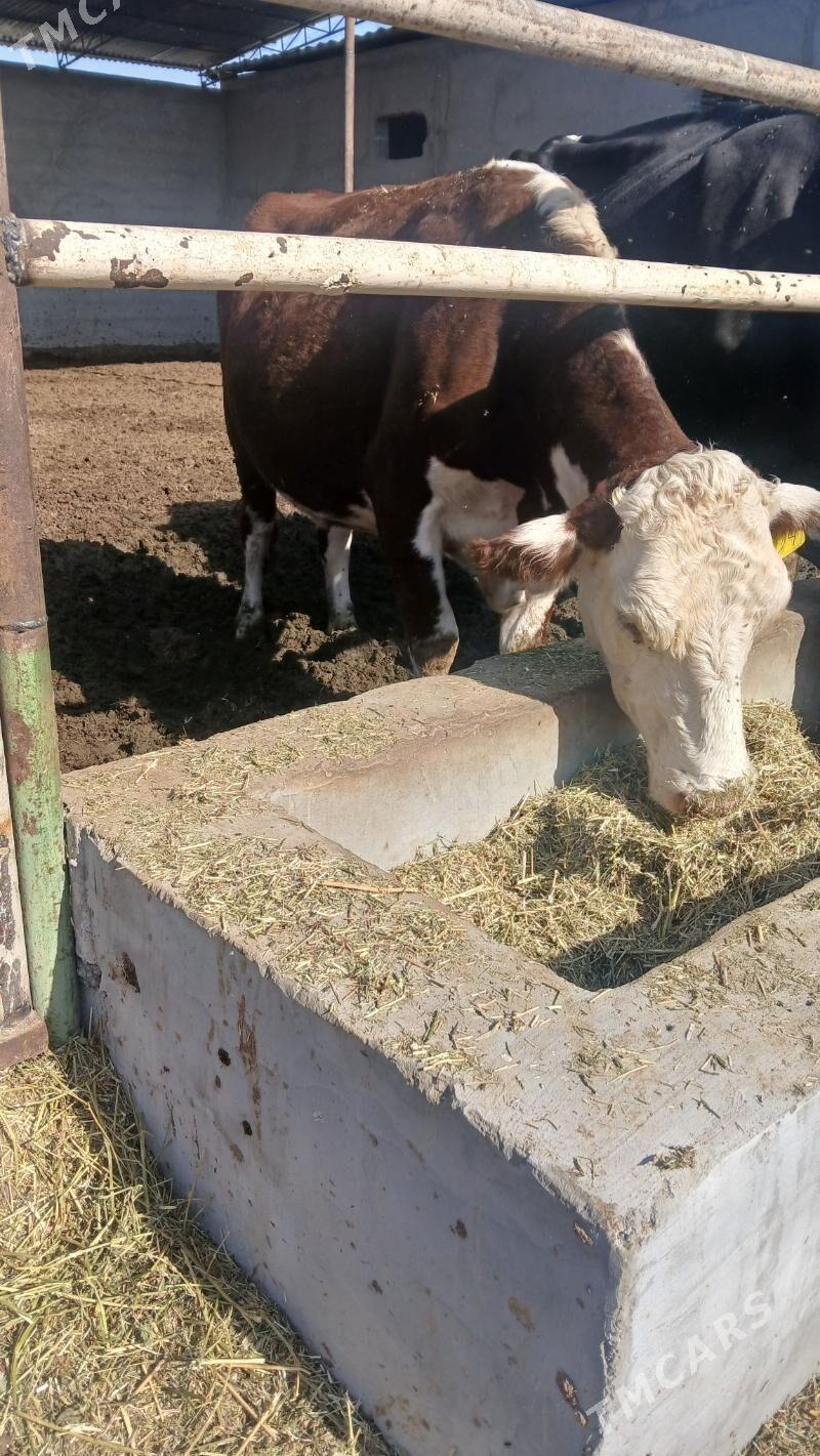 Simental bogaz sygyr - Бахарден - img 2