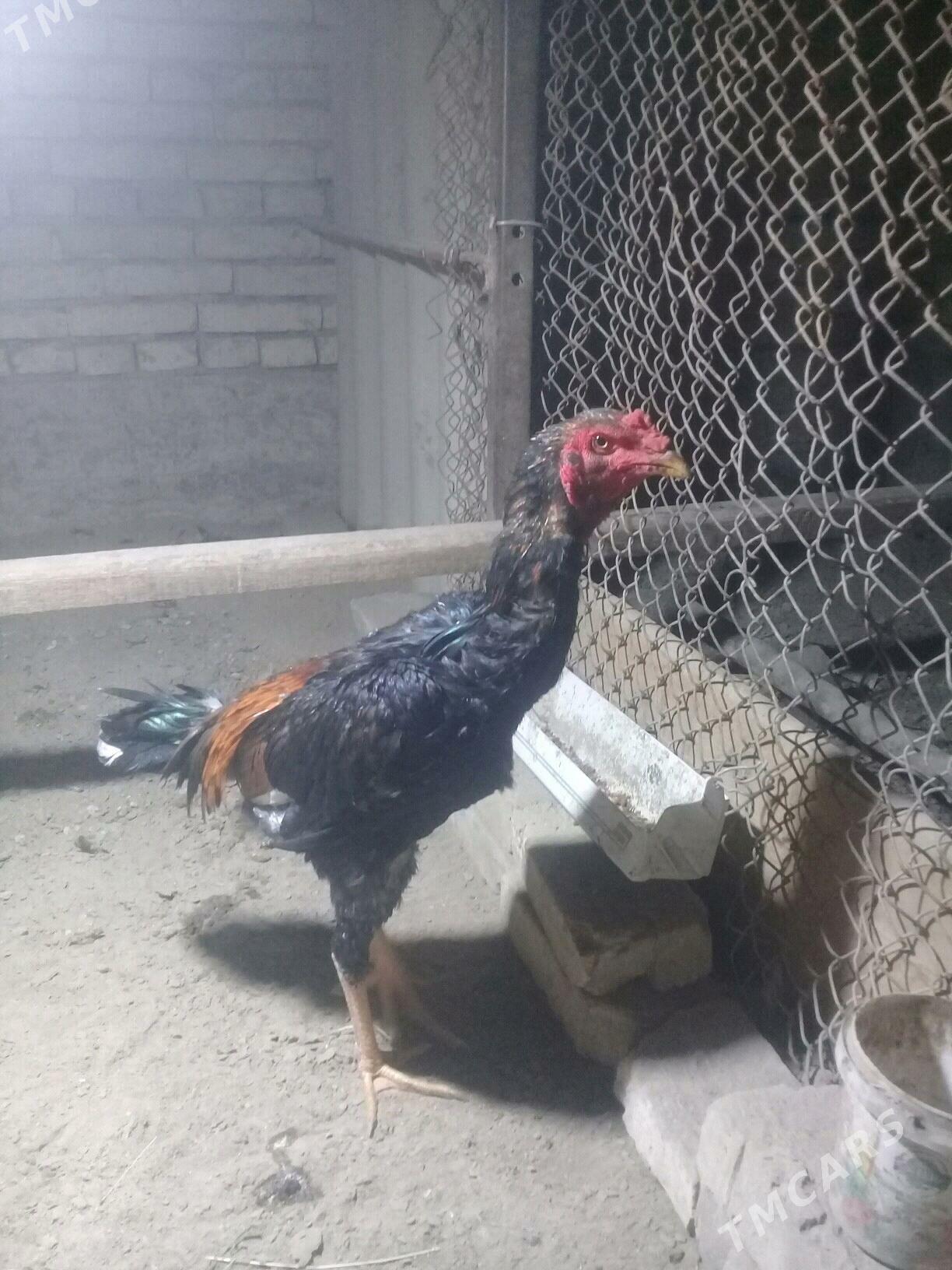 bayes juyje - Векильбазар - img 3