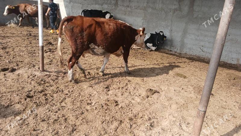 Simental bogaz sygyr - Бахарден - img 3