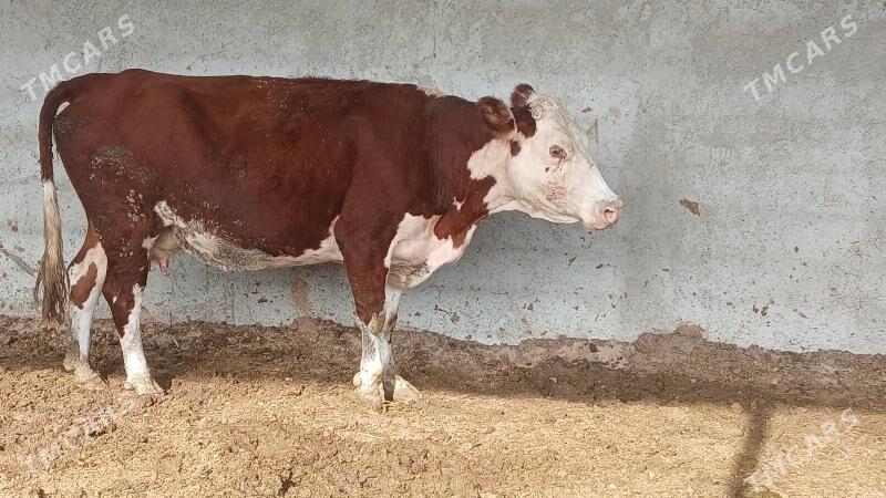 Simental bogaz sygyr - Бахарден - img 4