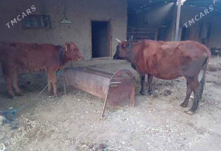 bogaz sygyr gulajyn - Baýramaly - img 6