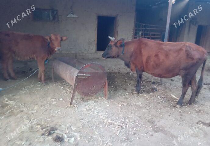 bogaz sygyr gulajyn - Baýramaly - img 4