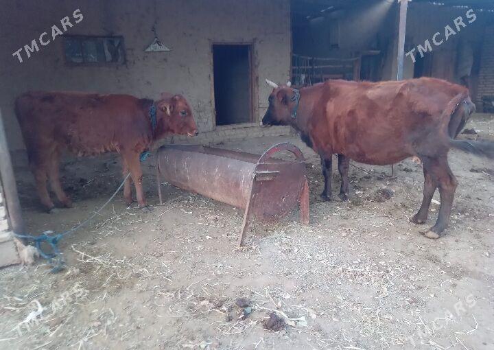 bogaz sygyr gulajyn - Baýramaly - img 2