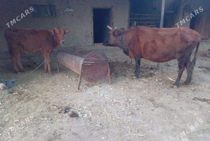 bogaz sygyr gulajyn - Baýramaly - img 5