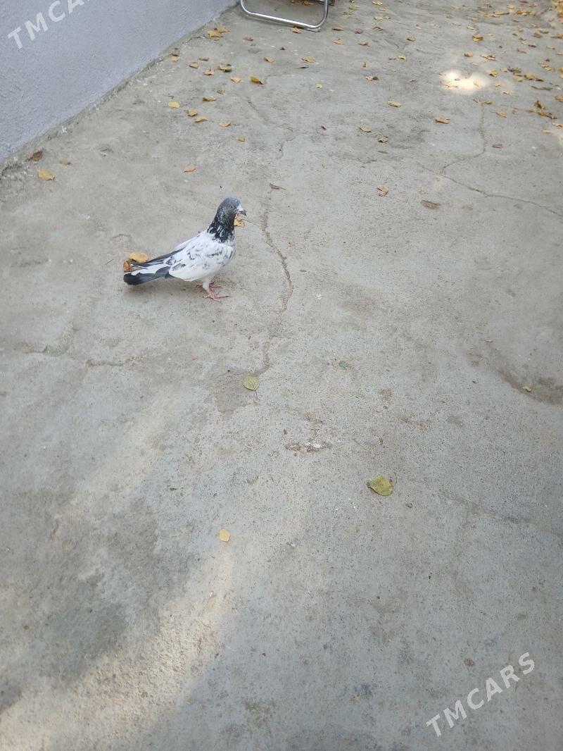 kepderi - Aşgabat - img 2