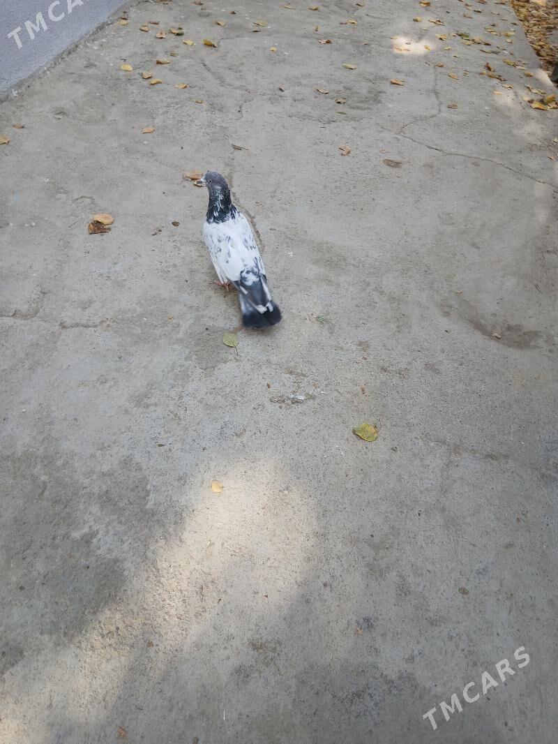 kepderi - Aşgabat - img 6