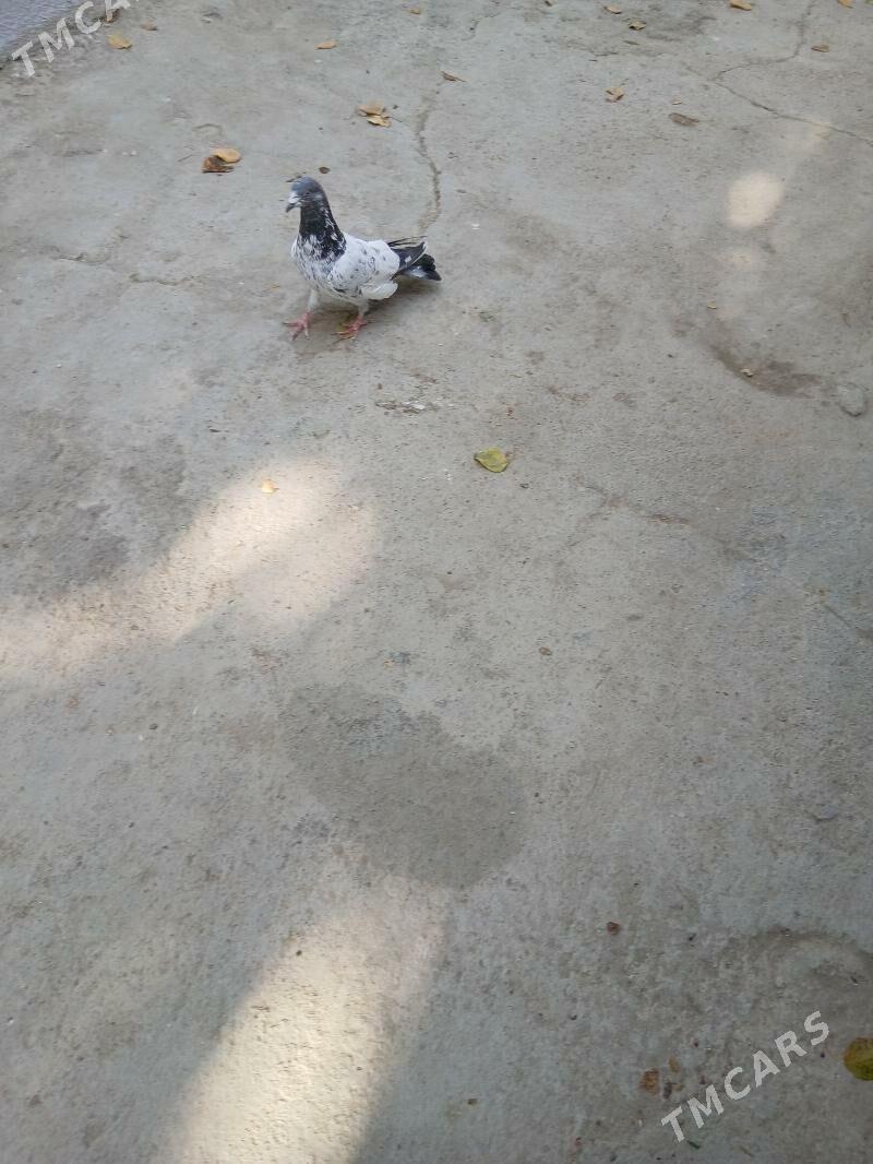 kepderi - Aşgabat - img 4