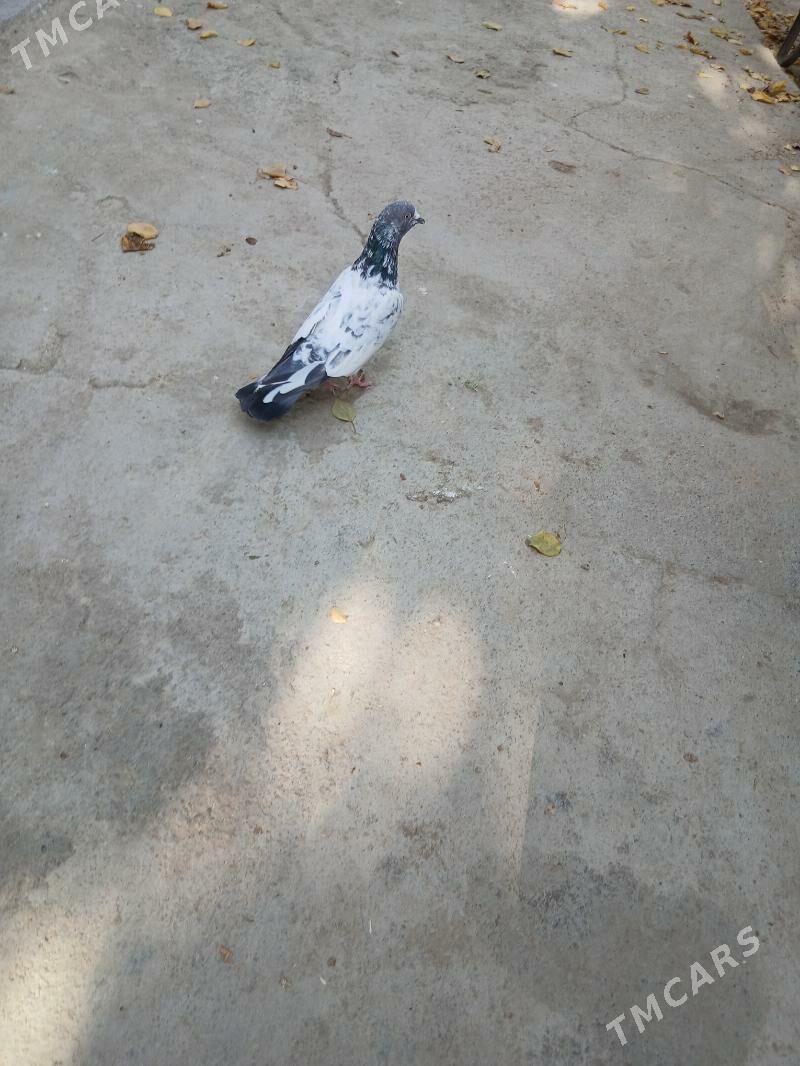 kepderi - Aşgabat - img 5