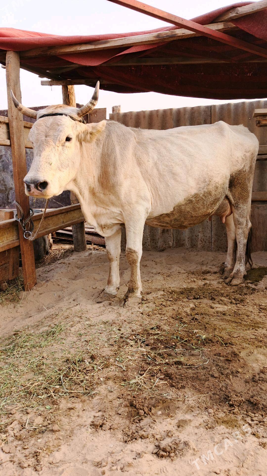 Sygyr - Гёкдепе - img 4