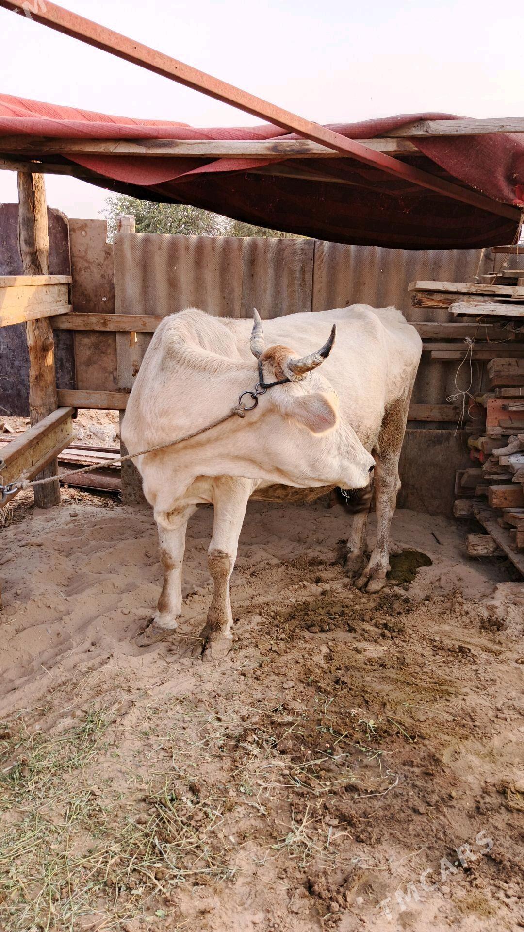 Sygyr - Гёкдепе - img 3