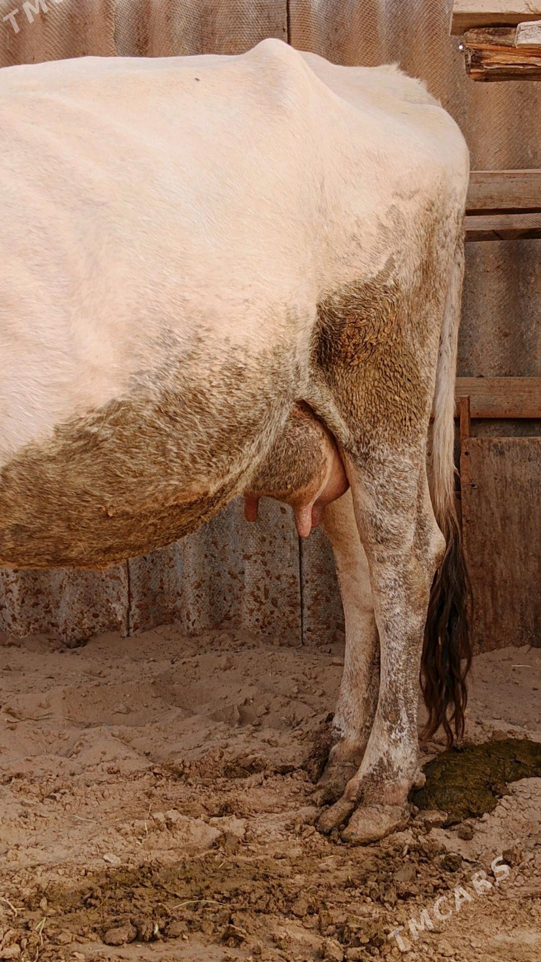 Sygyr - Гёкдепе - img 2