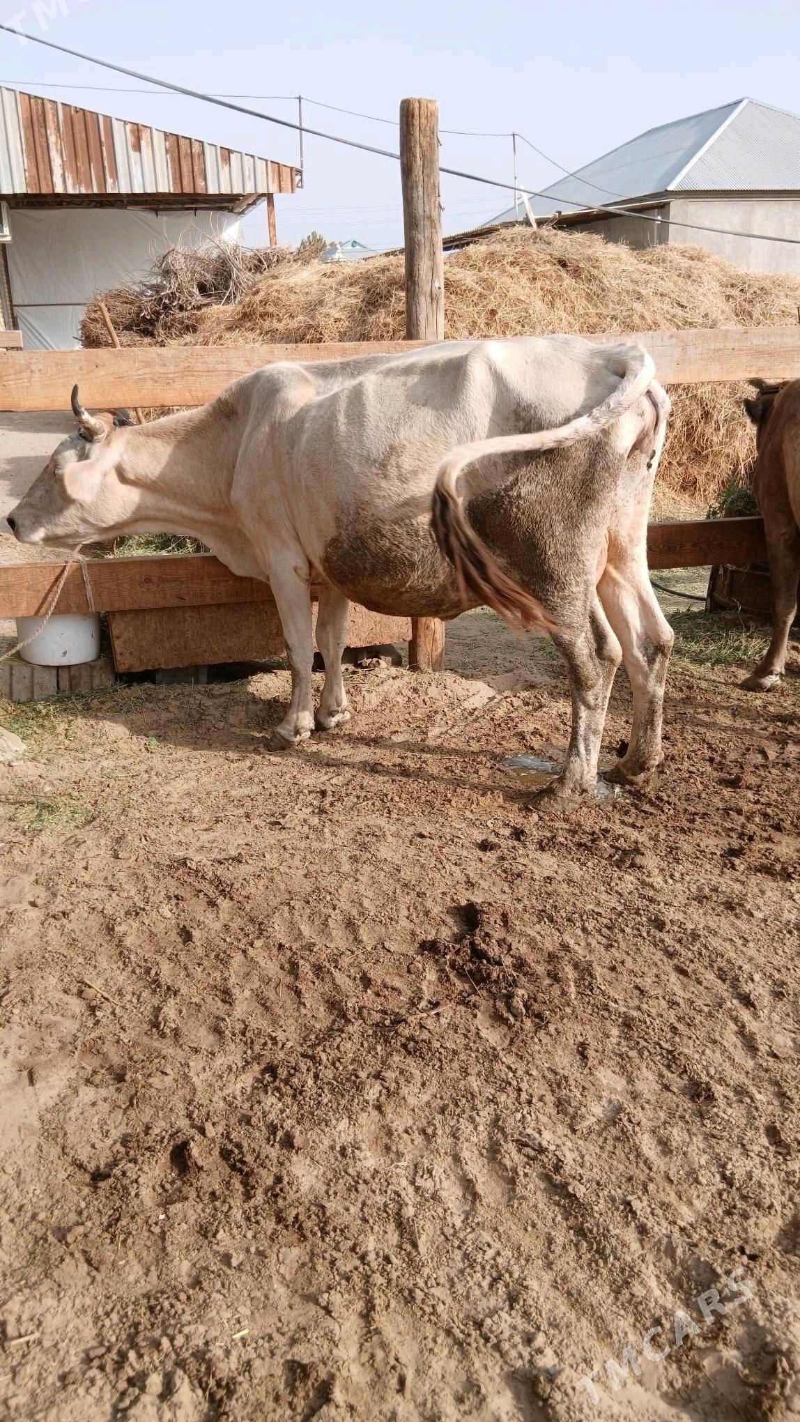 Sygyr - Гёкдепе - img 1