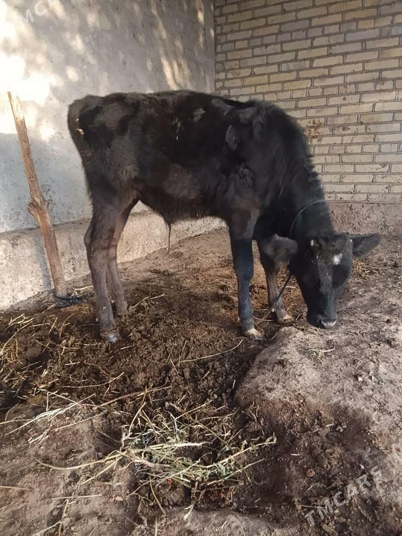 okuzce - Бабадайхан - img 1