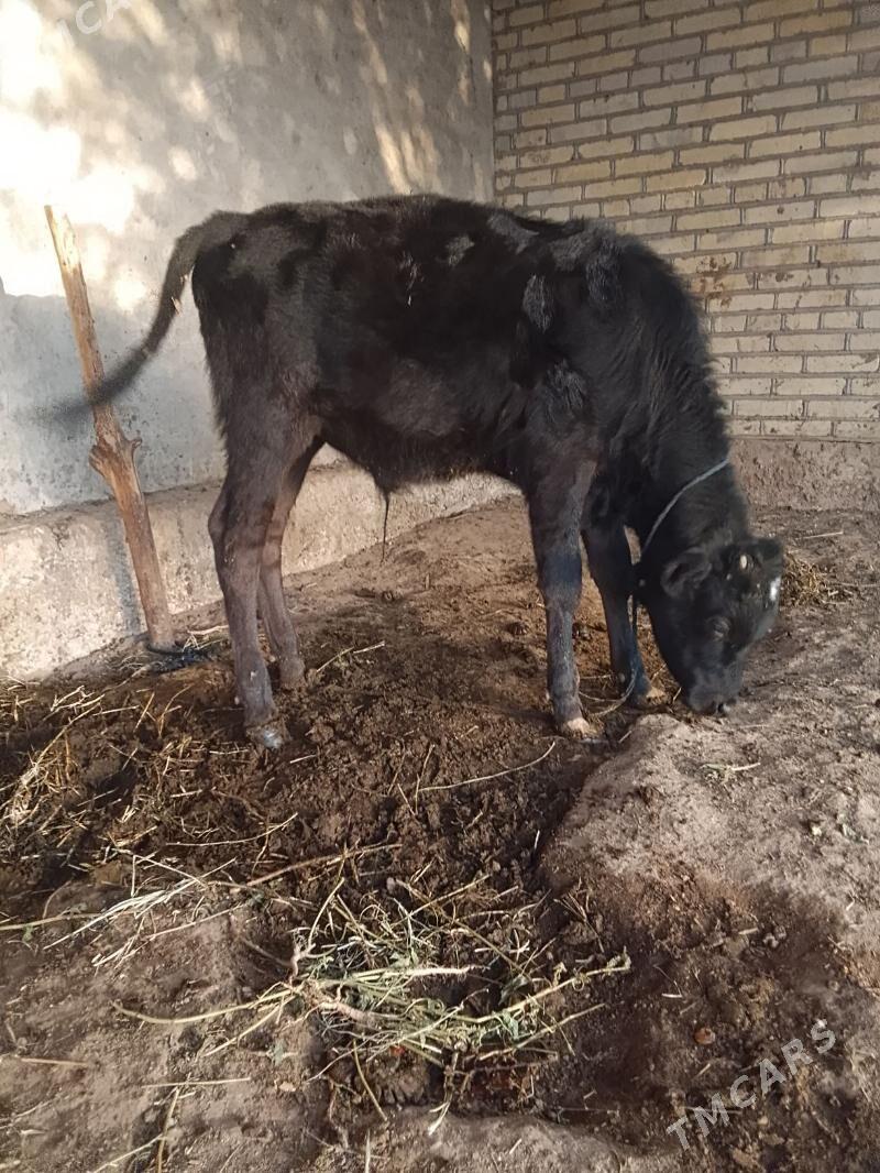 okuzce - Бабадайхан - img 2