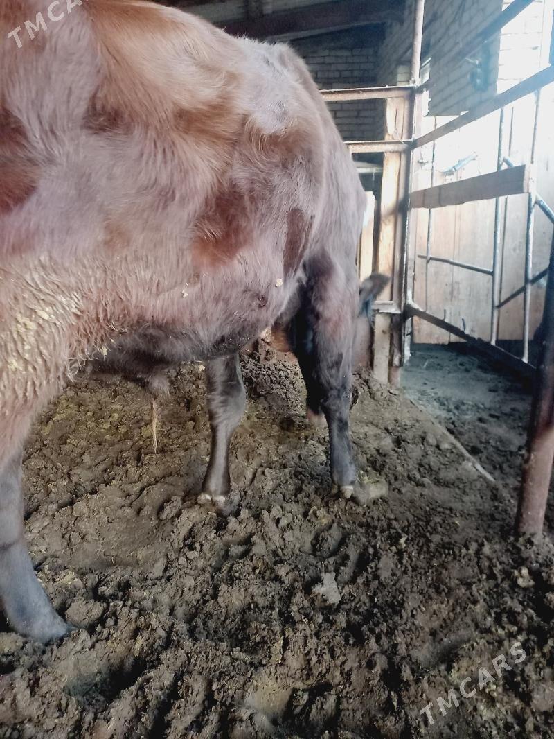 okuz - Мары - img 2