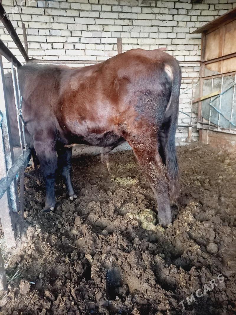 okuz - Мары - img 3