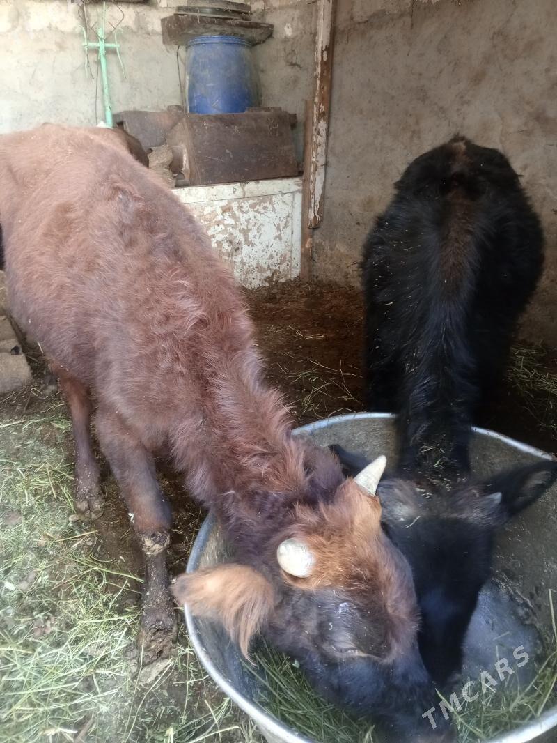 Amatly öküzler - Aşgabat - img 2