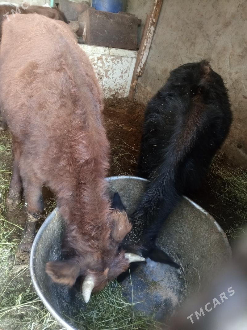 Amatly öküzler - Aşgabat - img 5