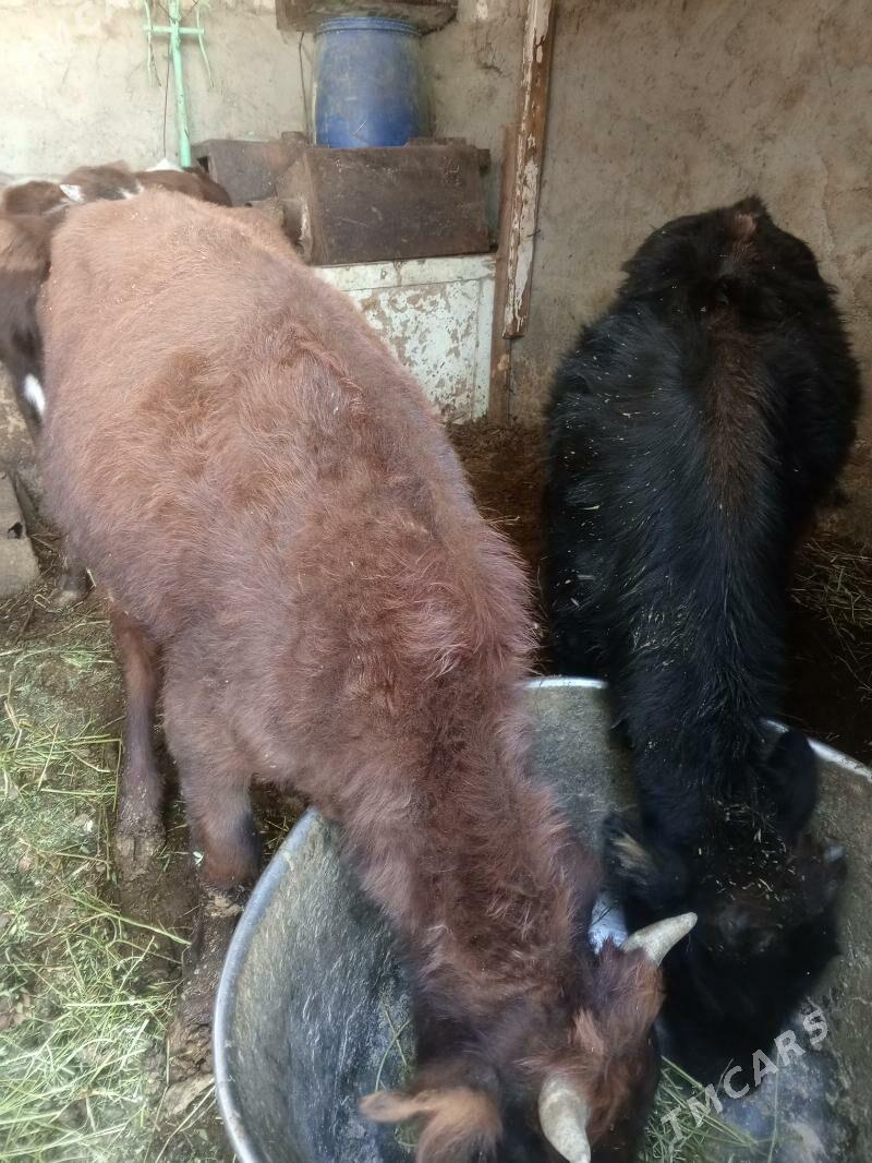 Amatly öküzler - Aşgabat - img 3