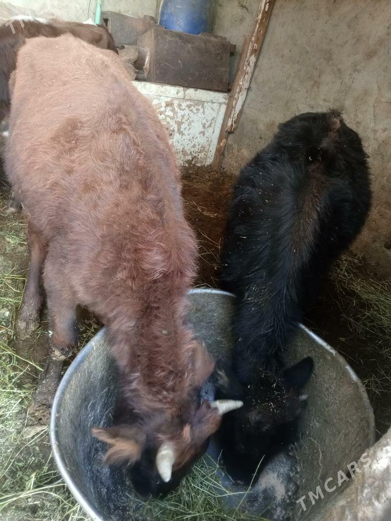 Amatly öküzler - Aşgabat - img 4