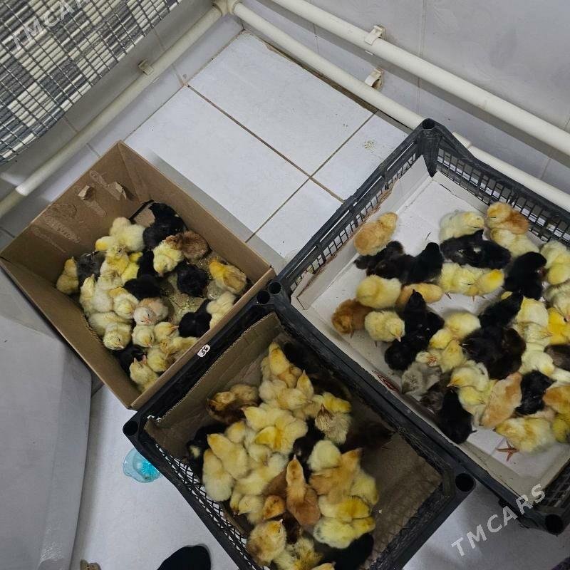 juyje - Туркменабат - img 2