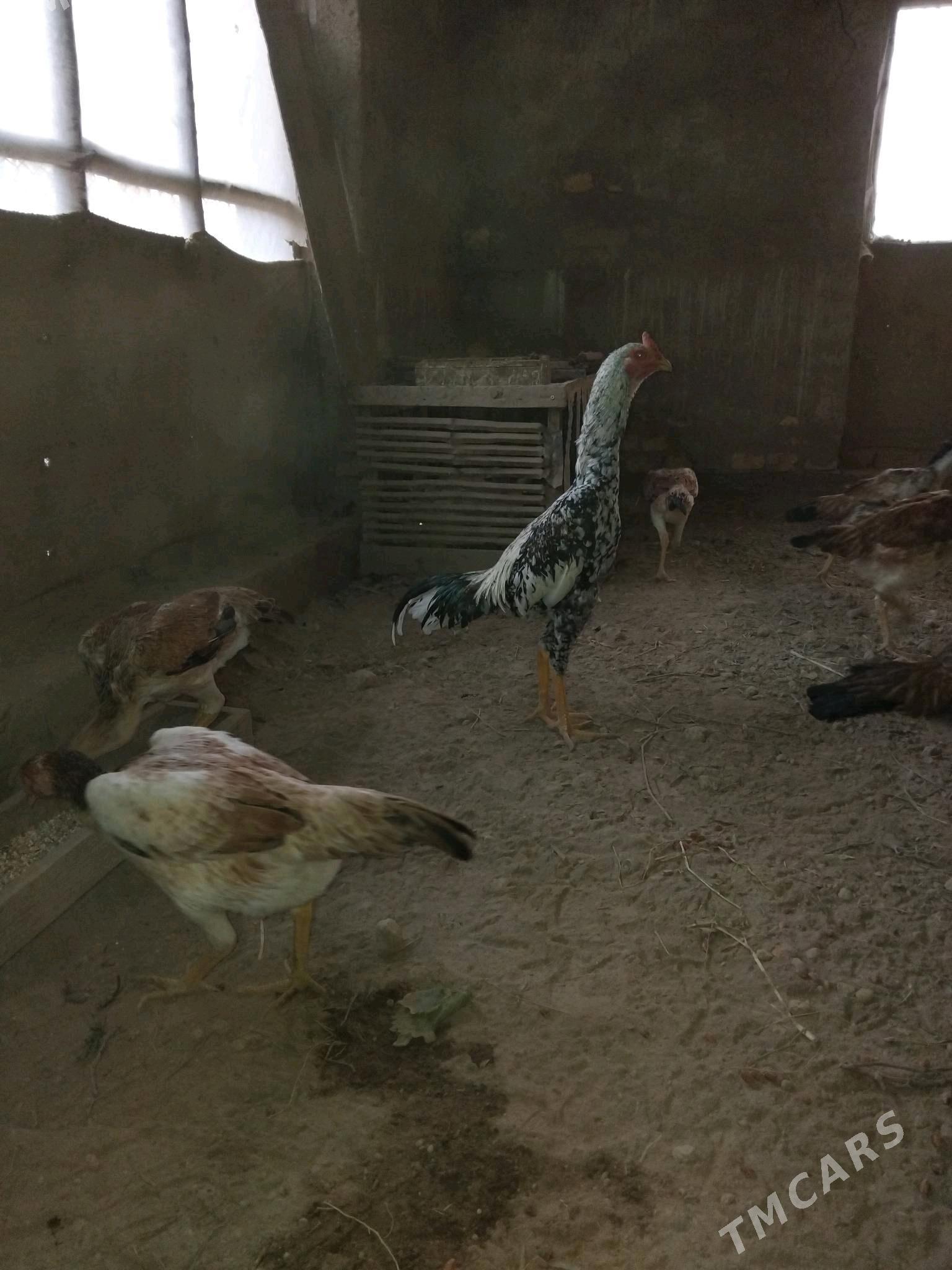 хораз - Гурбансолтан Едже - img 2