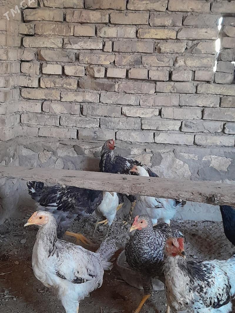 Towuk Gigant horaz - Kerki - img 3