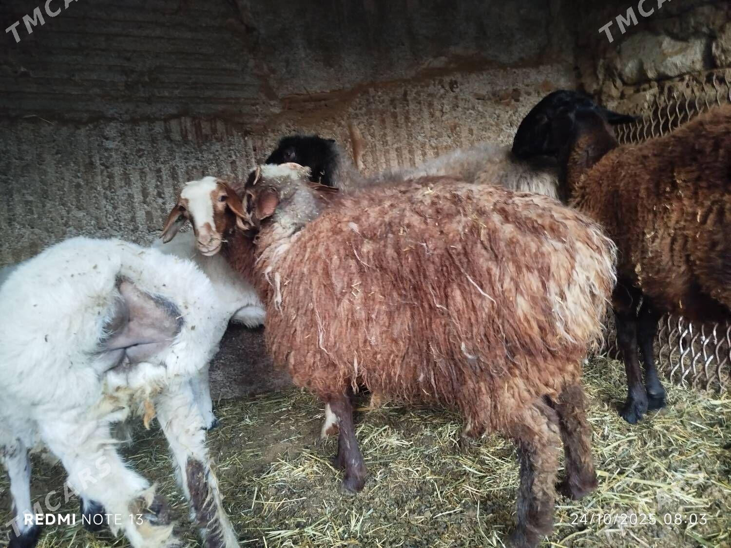 Guzuly goýun - Ашхабад - img 2