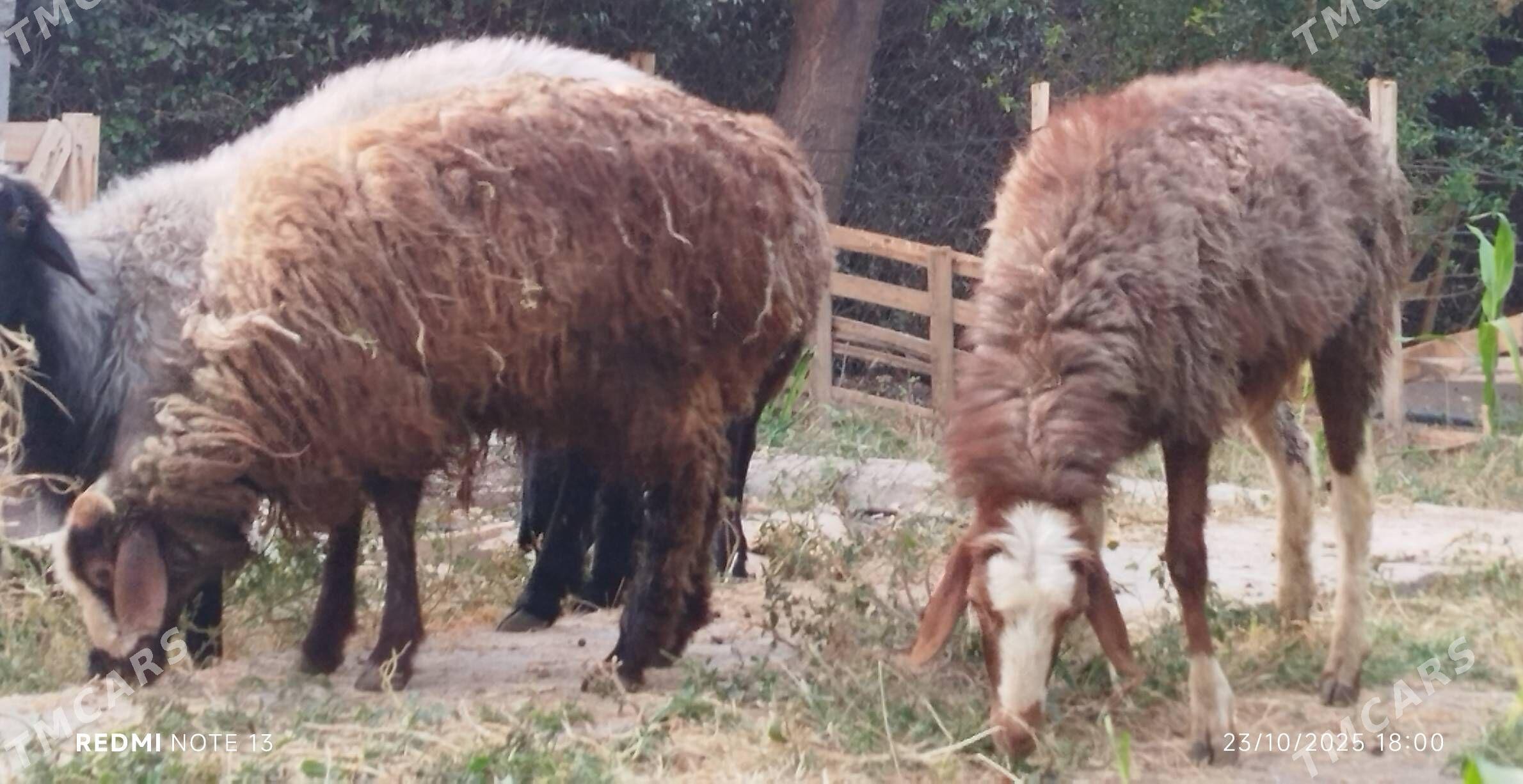 Guzuly goýun - Ашхабад - img 3