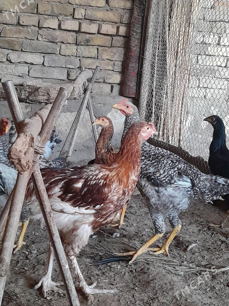 Towuk Gigant horaz - Kerki - img 2