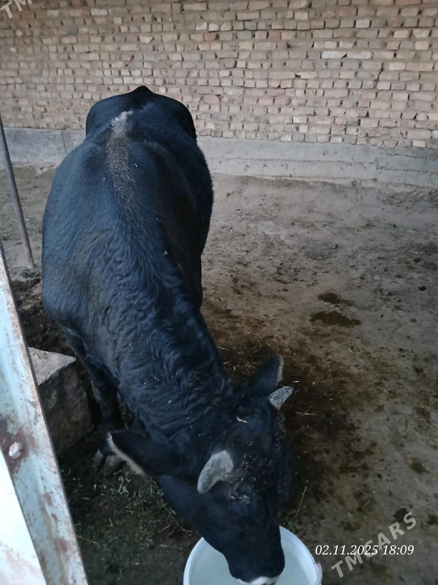 Öküz - Кака - img 3