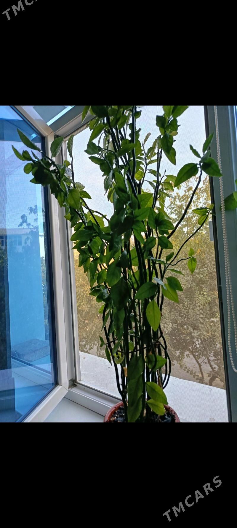 Домашнее растение - Aşgabat - img 1