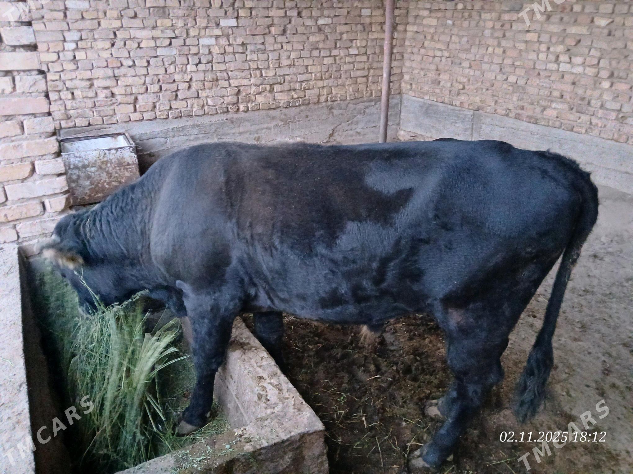 Öküz - Кака - img 4