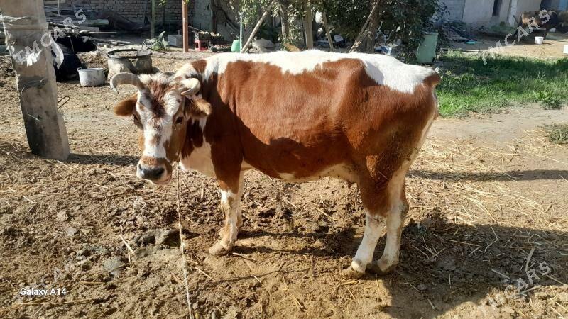 bakylan sygyr - Бахарден - img 1