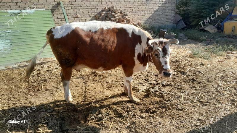 bakylan sygyr - Бахарден - img 2