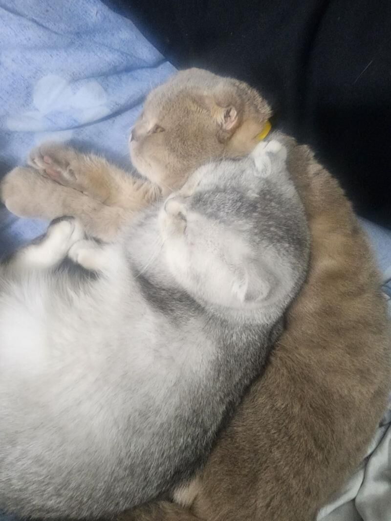 Шотландские котята - Aşgabat - img 8