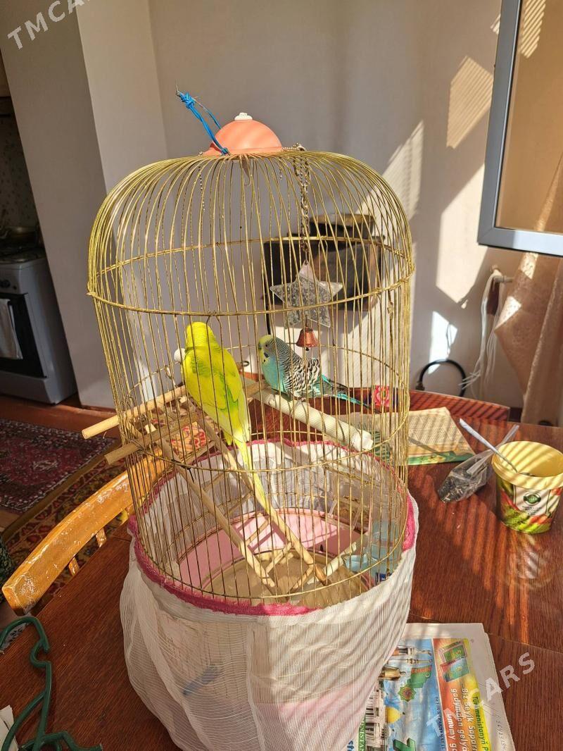 попугайчик - Анев - img 1