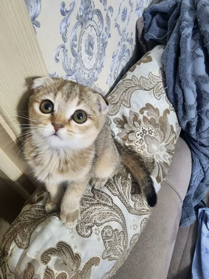 Шотландские котята - Aşgabat - img 11