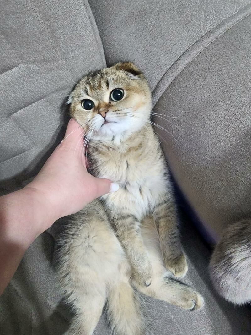 Шотландские котята - Aşgabat - img 10