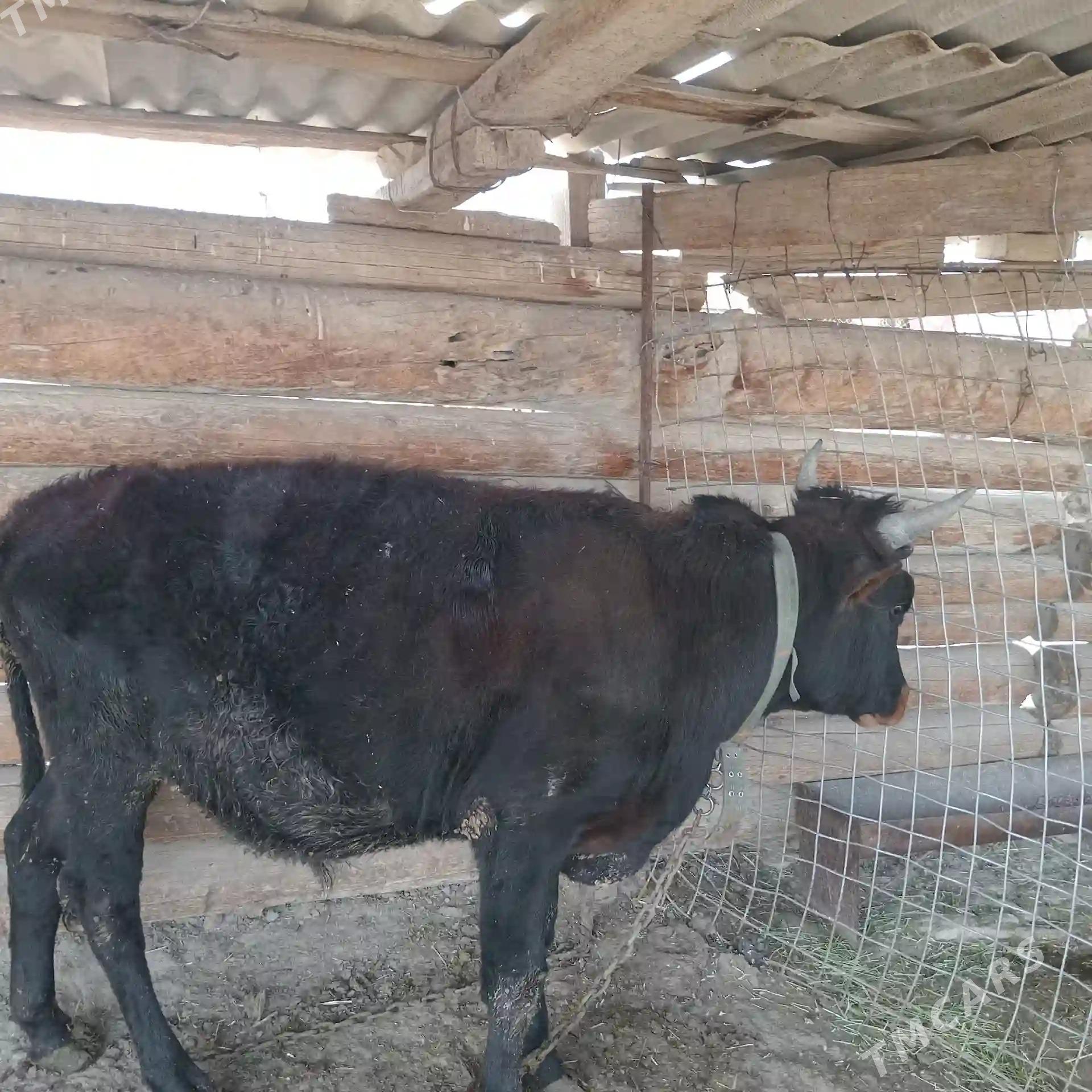 Öküz - Кака - img 4