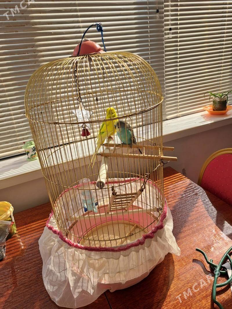 попугайчик - Анев - img 2