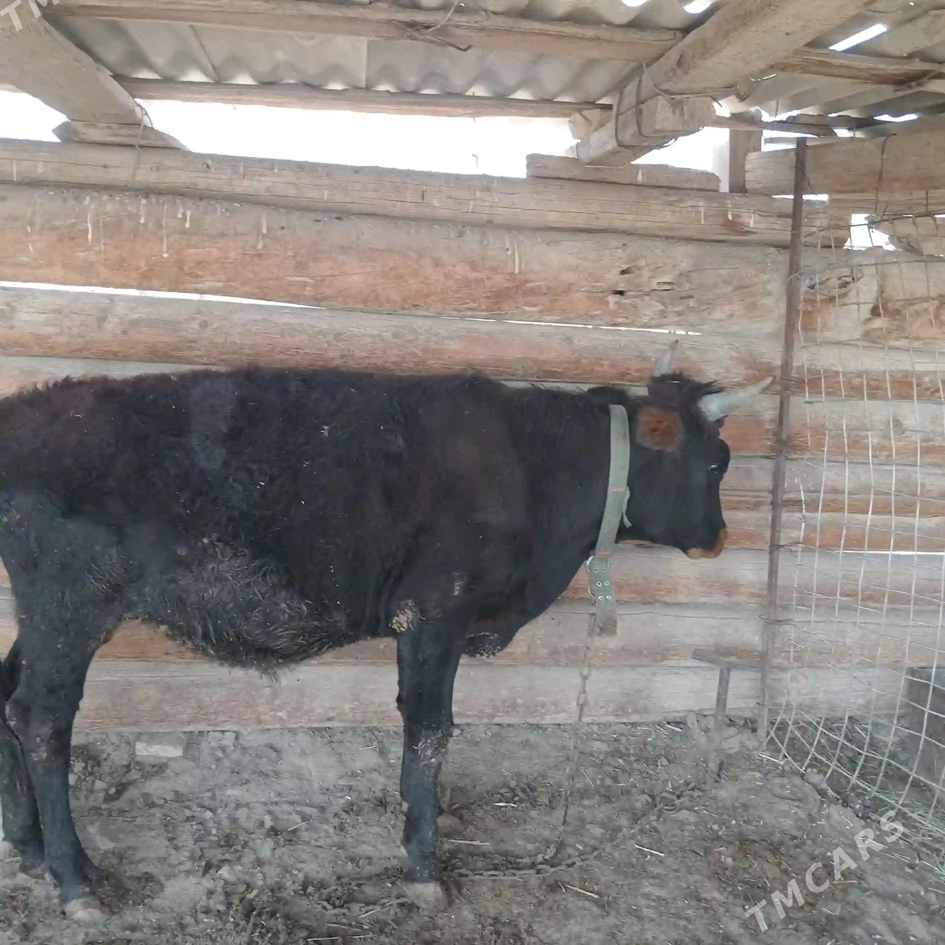 Öküz - Кака - img 5