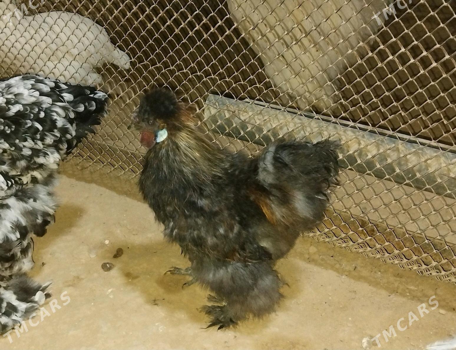 towuk - Baýramaly - img 2