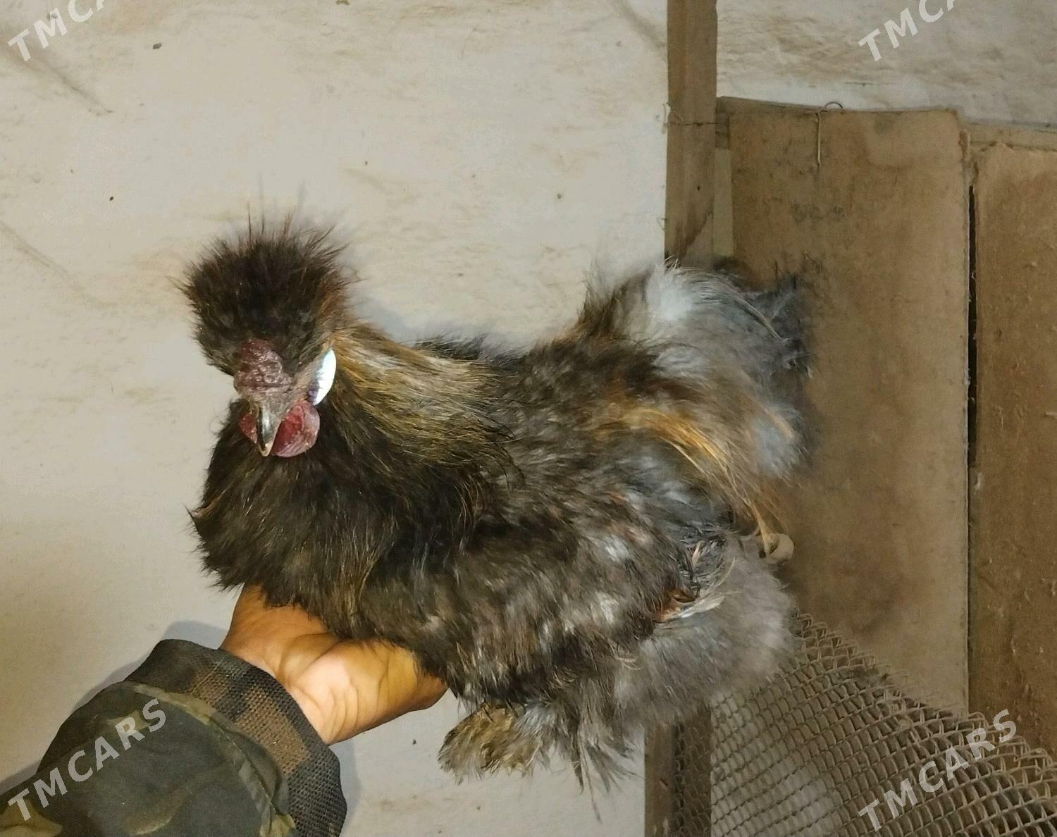 towuk - Baýramaly - img 1