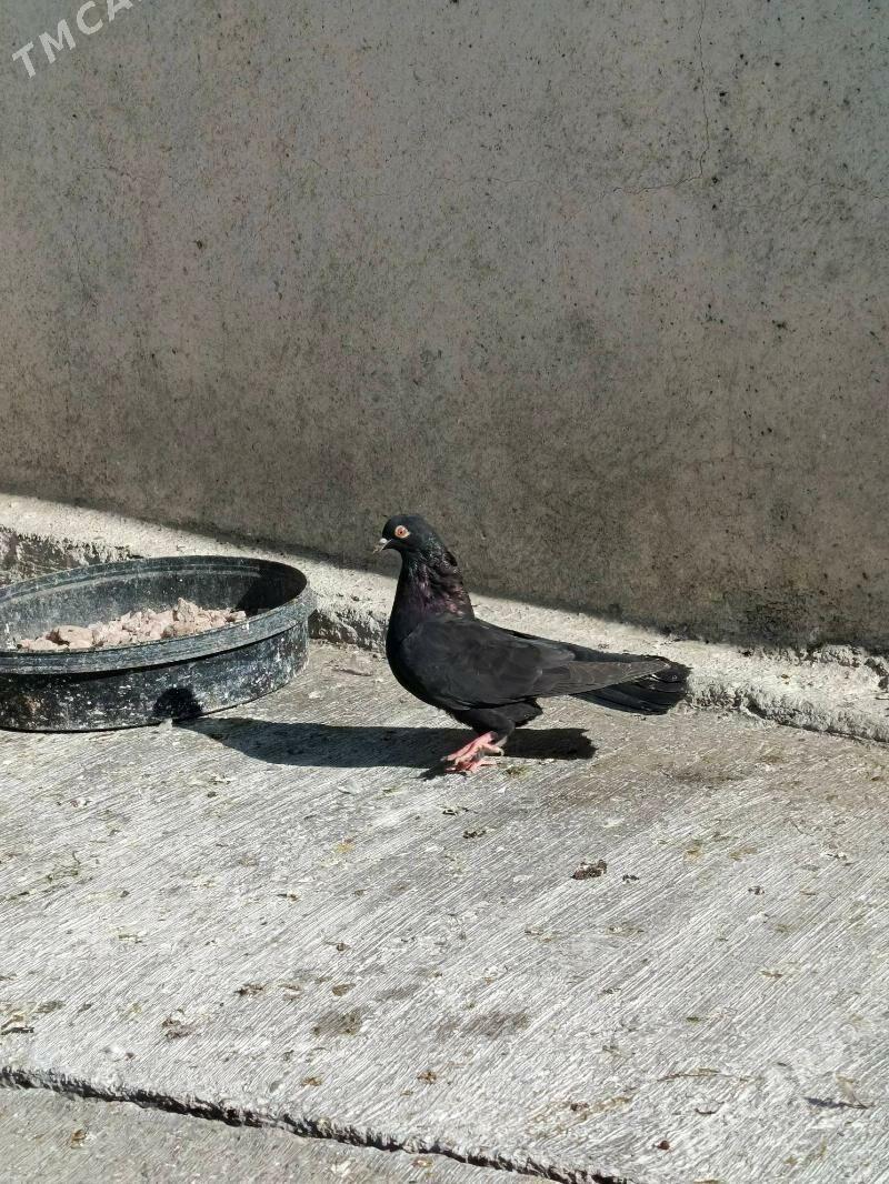 kepderi - Hitrowka - img 2