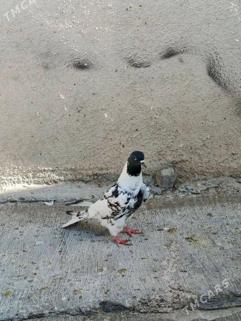 kepderi - Hitrowka - img 1